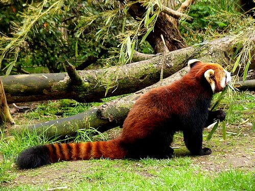 1200px-Red_panda_eating_bamboo