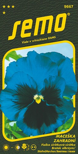 9667_maceška-MODRÁ-2