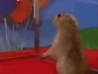 marmota-sorpresa-3871910902